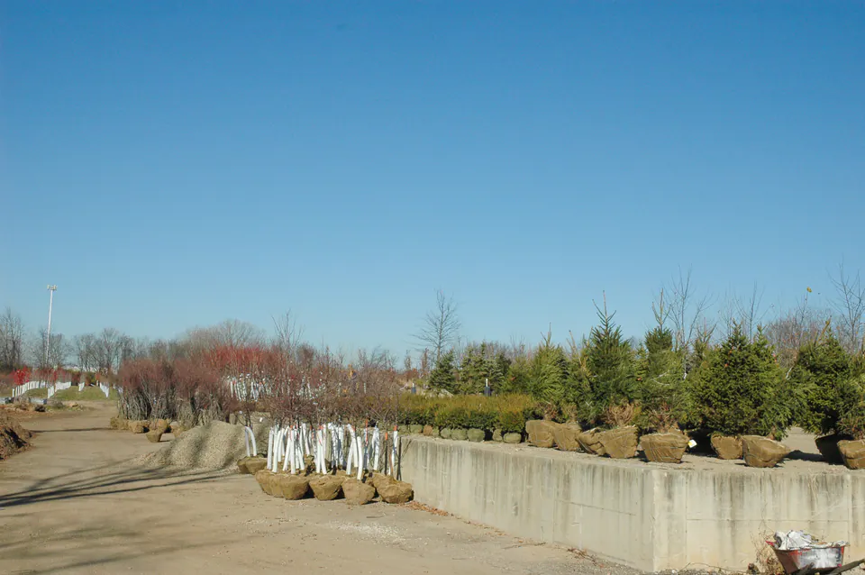 Balled and burlapped trees lined up along a concrete loading wall at the nursery